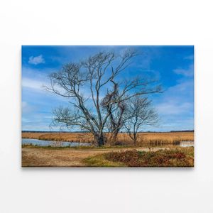Couple of Trees Grows In a Field  Print 100% Australian Made 150 x 100cm  (Stretched)