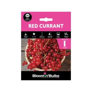 Bloomin' Bulbs Red Currant - 1 Pack