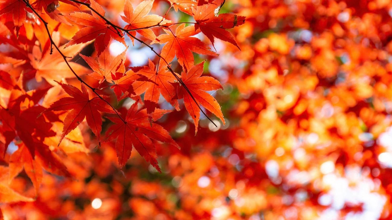 Japanese maple tree
