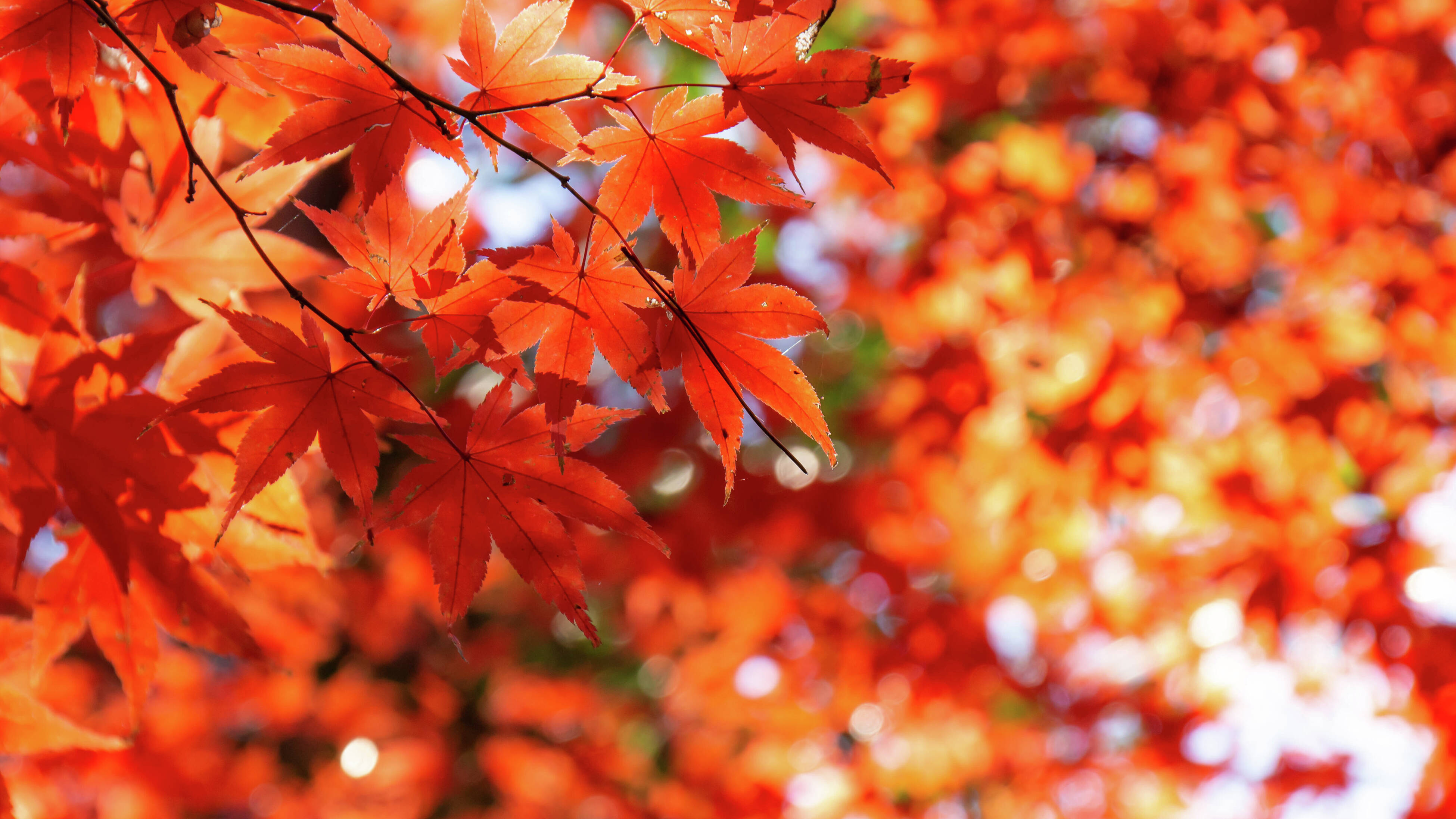 Japanese maple tree
