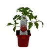 100mm Tomato Graft Beefsteak - Lycopersicum