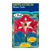 Fiesta Flower Bulbs Hippeastrum Monte Carlo
