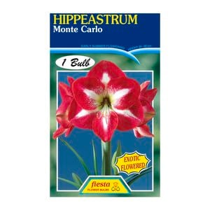 Fiesta Flower Bulbs Hippeastrum Monte Carlo