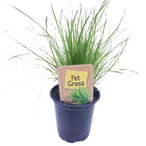 90mm Nudo Herbs Pet Grass - Dactylis glomerata