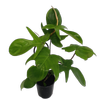 125mm Florida Rudolph - Philodendron pedatum