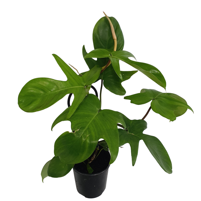125mm Florida Rudolph - Philodendron pedatum