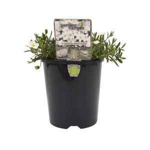 140mm Mountain Sandwort - Arenaria montana