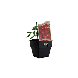 100mm Tomato Reisetomate Red Fig - Solanum lycopersicum
