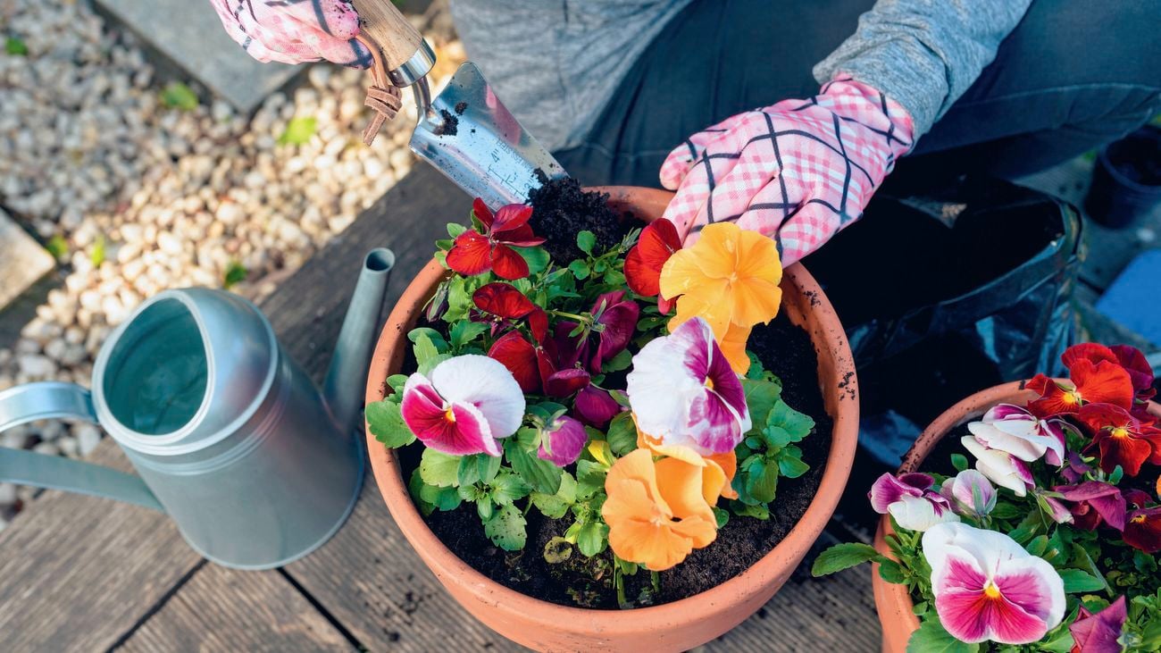 Person in gardening gloves planting colourful pansy flowers in a terracotta pot with a trowel.