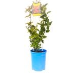 140mm Red Trumpet Vine -  Distictis buccinatoria - Grow It Easy Range