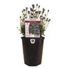 150mm Felicia Blue - Felicia amelloides
