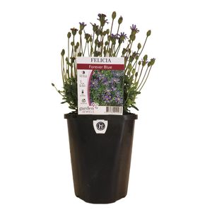 150mm Felicia Blue - Felicia amelloides