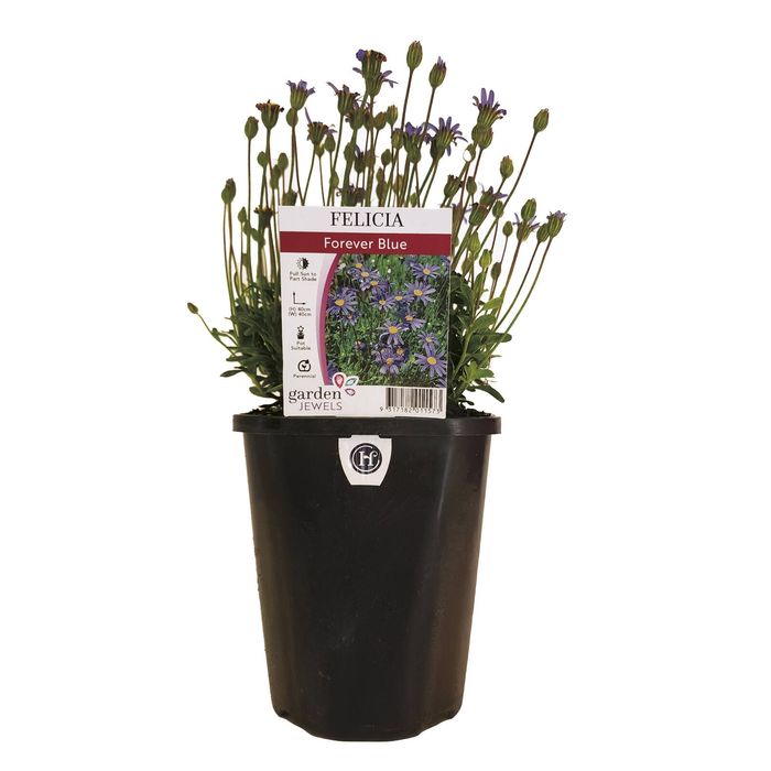 150mm Felicia Blue - Felicia amelloides