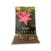 Yarra Valley Bulbs Lilium Arbatax 4 Pack