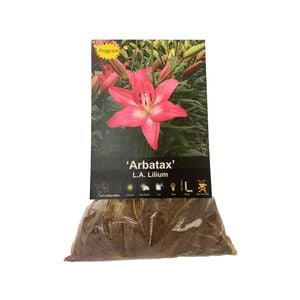Yarra Valley Bulbs Lilium Arbatax 4 Pack