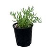 140mm Mesembryanthemum White