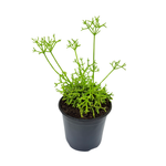 1.3L Mistletoe Cactus - Rhipsalis Cereuscula
