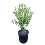 2L Pittosporum Mountain Green