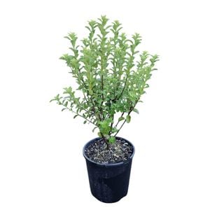 2L Kohuhu - Pittosporum Mountain Green