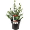 180mm Westringia Glabra - Westringia glabra