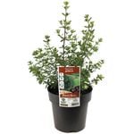 180mm Westringia Glabra - Westringia glabra