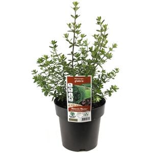 180mm Westringia Glabra - Westringia glabra