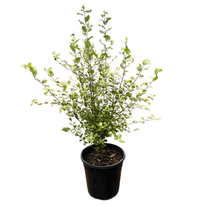 200mm Mighty Screen - Pittosporum