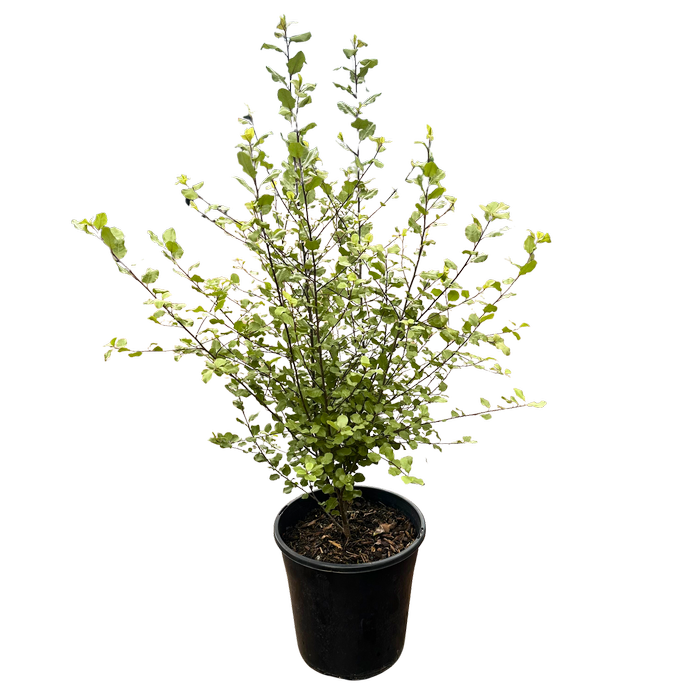 200mm Mighty Screen - Pittosporum