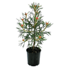 140mm Candy Cones - Isopogon formosus x latifolius