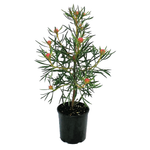 140mm Candy Cones - Isopogon formosus x latifolius