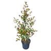 4L Lilly Pilly - Eugenia Ventenati