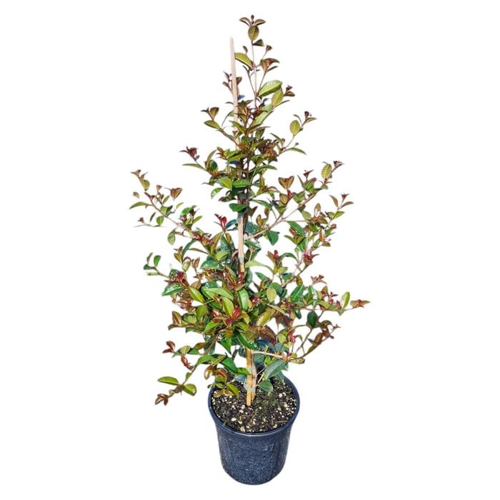 4L Lilly Pilly - Eugenia Ventenati