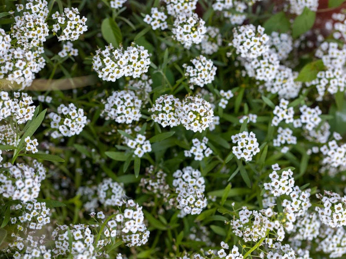 wide shot of white flowering alyssum plants