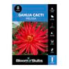 Bloomin' Bulbs Dahlia Melissa - 1 Pack
