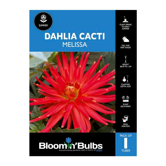 Bloomin' Bulbs Dahlia Melissa - 1 Pack