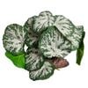 Brunnera Green Silver With Ceramic Base