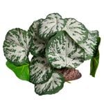 Brunnera Green Silver With Ceramic Base