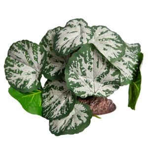 Brunnera Green Silver With Ceramic Base