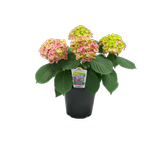 150mm Hydrangea - Hydrange macrophylla