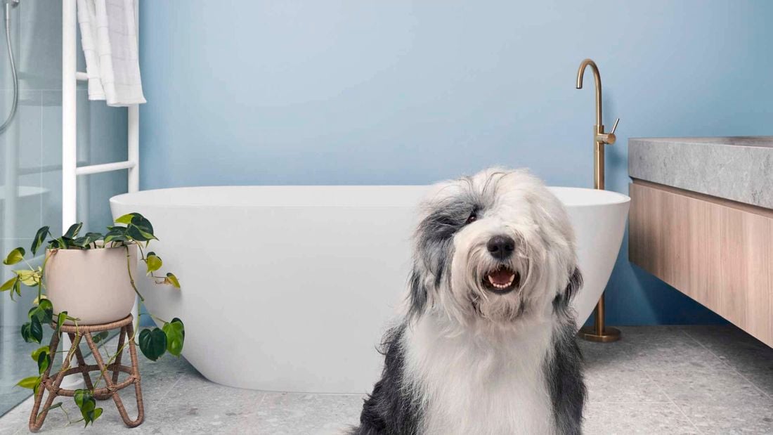 Dog in a modern bathroom