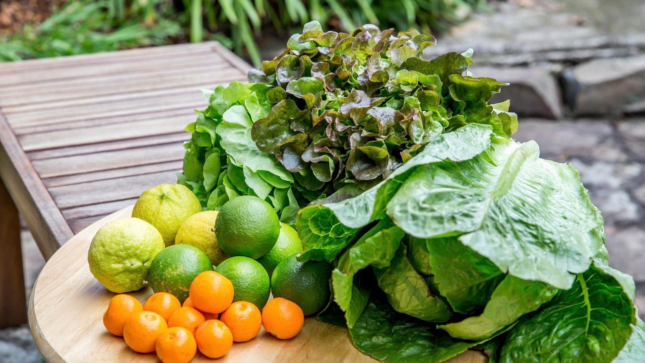 harvest of lettuce, oranges and lemons