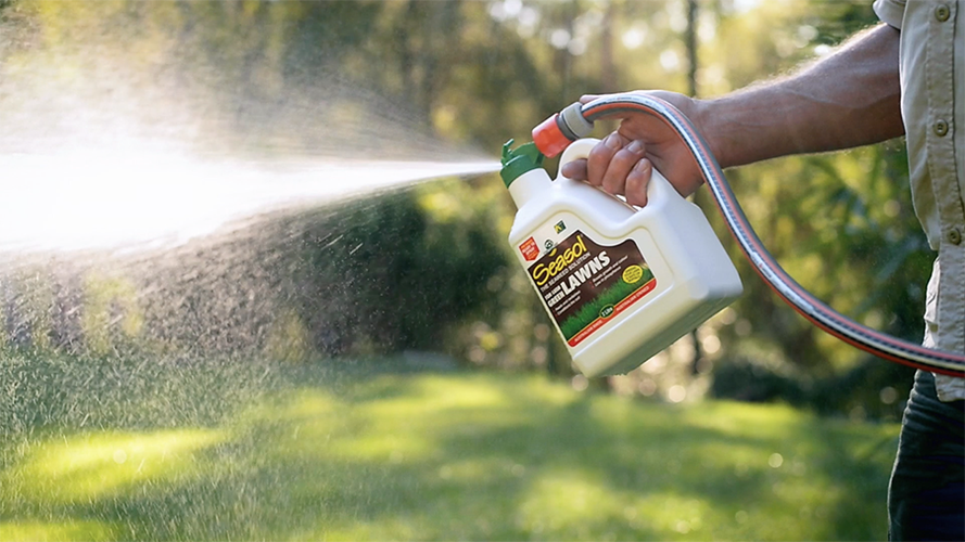 Man spraying lawn with Seasol bottle attached to garden hose