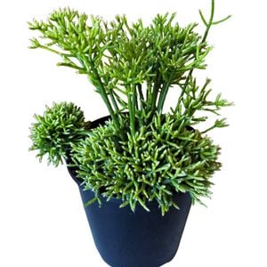 1.9L Rhipsalis Cereyscula - Coral cactus