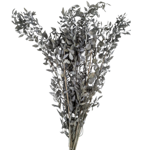 Blooms of Joy 60cm Grey Ruscus 10 Pack Preserved