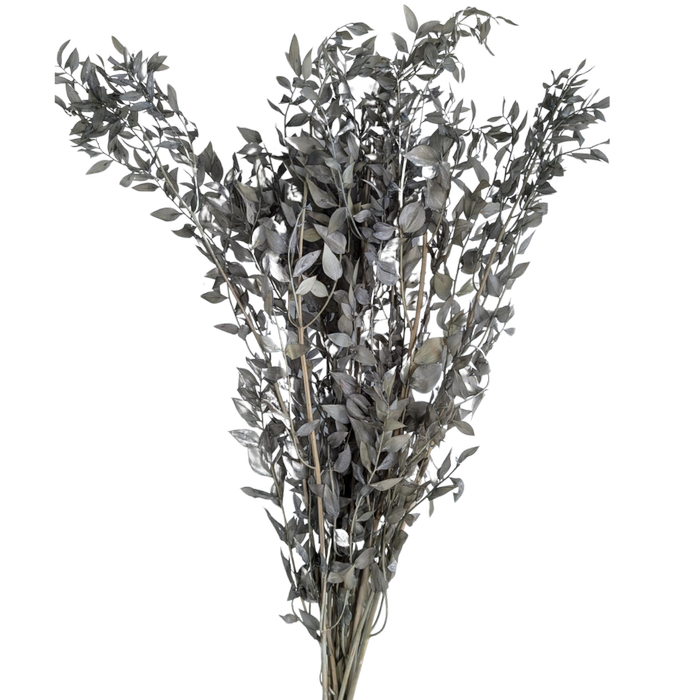 Blooms of Joy 60cm Grey Ruscus 10 Pack Preserved