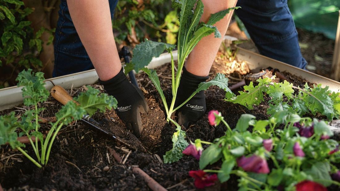  A person wearing black gardening gloves planting kale into soil in a raised garden bed.