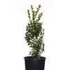 140mm English Box Plant - Buxus sempervirens