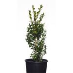 140mm English Box Plant - Buxus sempervirens