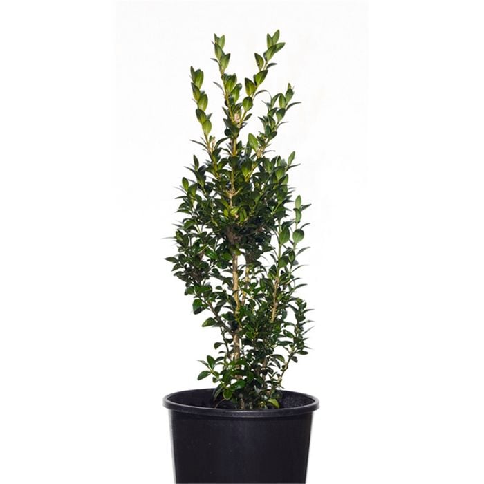 140mm English Box Plant - Buxus sempervirens