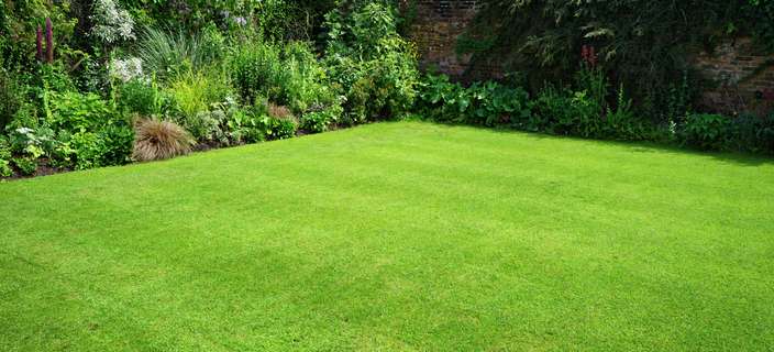 Close up of a patch of mowed lawn surrounded by shrubs.